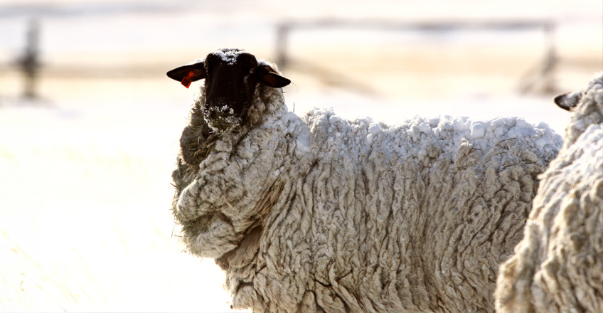 It’s spring and shearing season! Bring a fleece! Come join us to see how to "skirt" your fleece. See a demonstration and then if you would like, get one-on-one help skirting your own fleece.